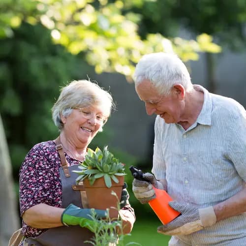 Senior couple potting plants / Un couple de personnes âgées en train de rempoter des plantes